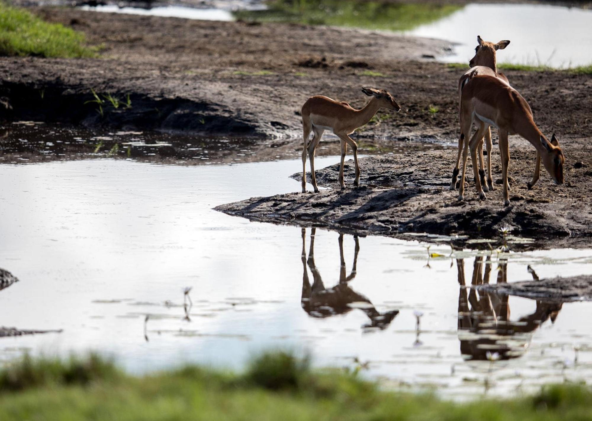 Royal Thonga Safari Lodge Sihangwane Exteriér fotografie