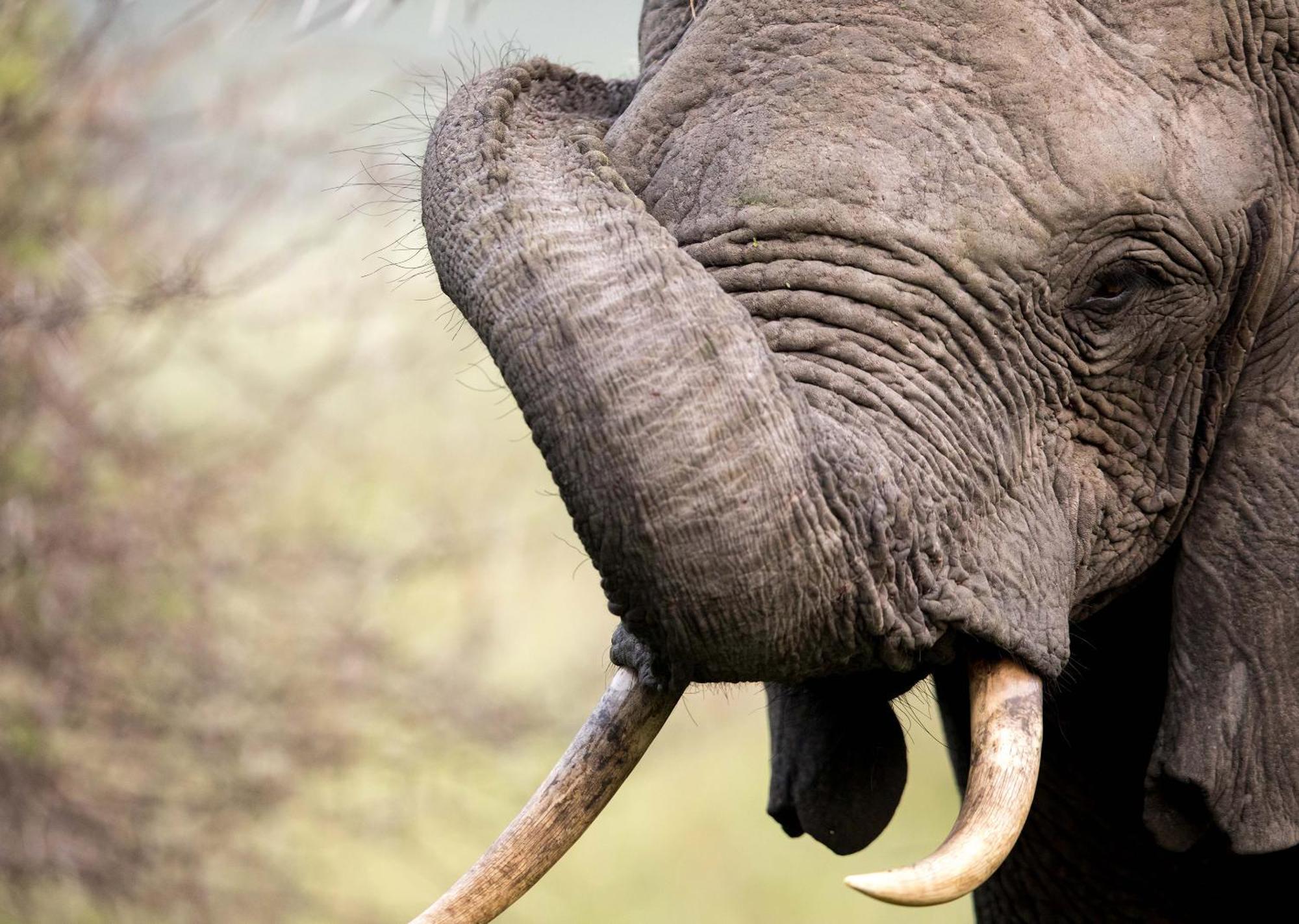 Royal Thonga Safari Lodge Sihangwane Exteriér fotografie