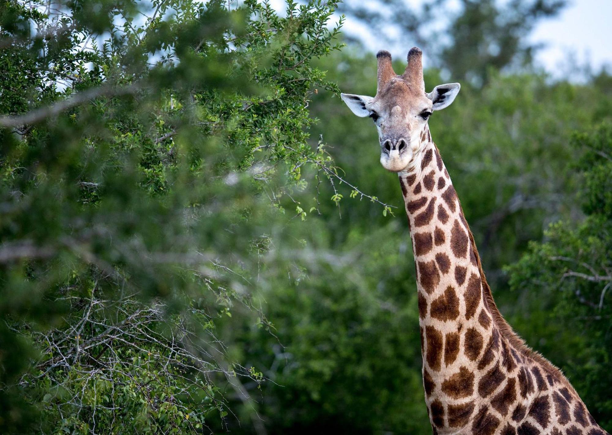 Royal Thonga Safari Lodge Sihangwane Exteriér fotografie