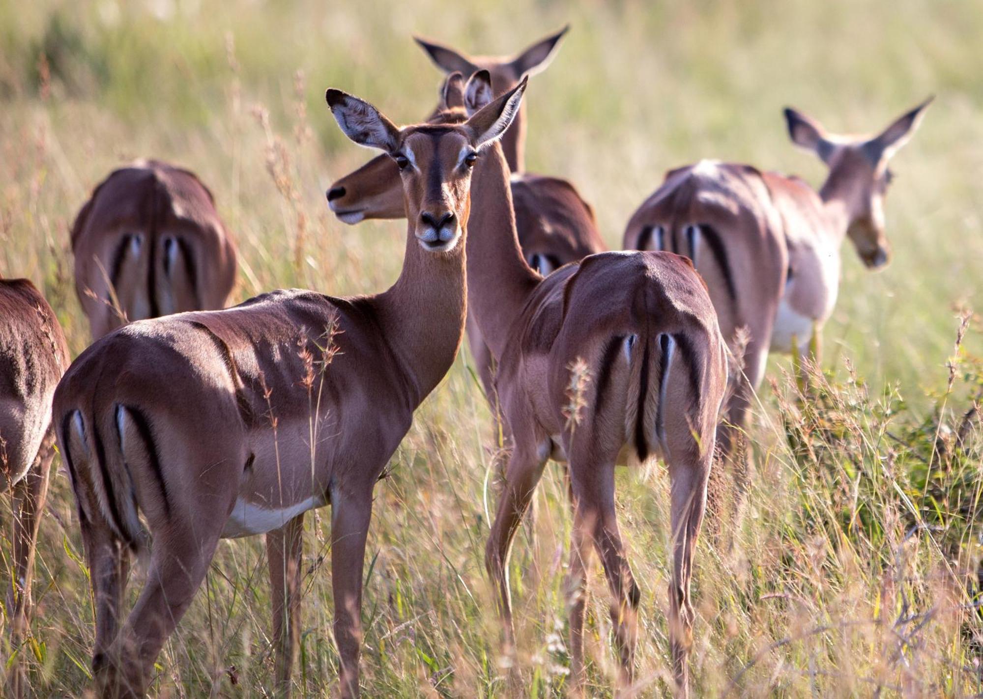 Royal Thonga Safari Lodge Sihangwane Exteriér fotografie